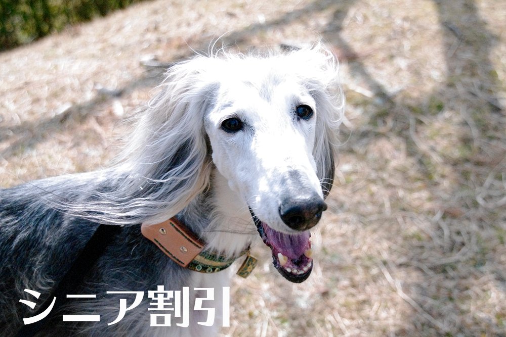 シニア割引の画像