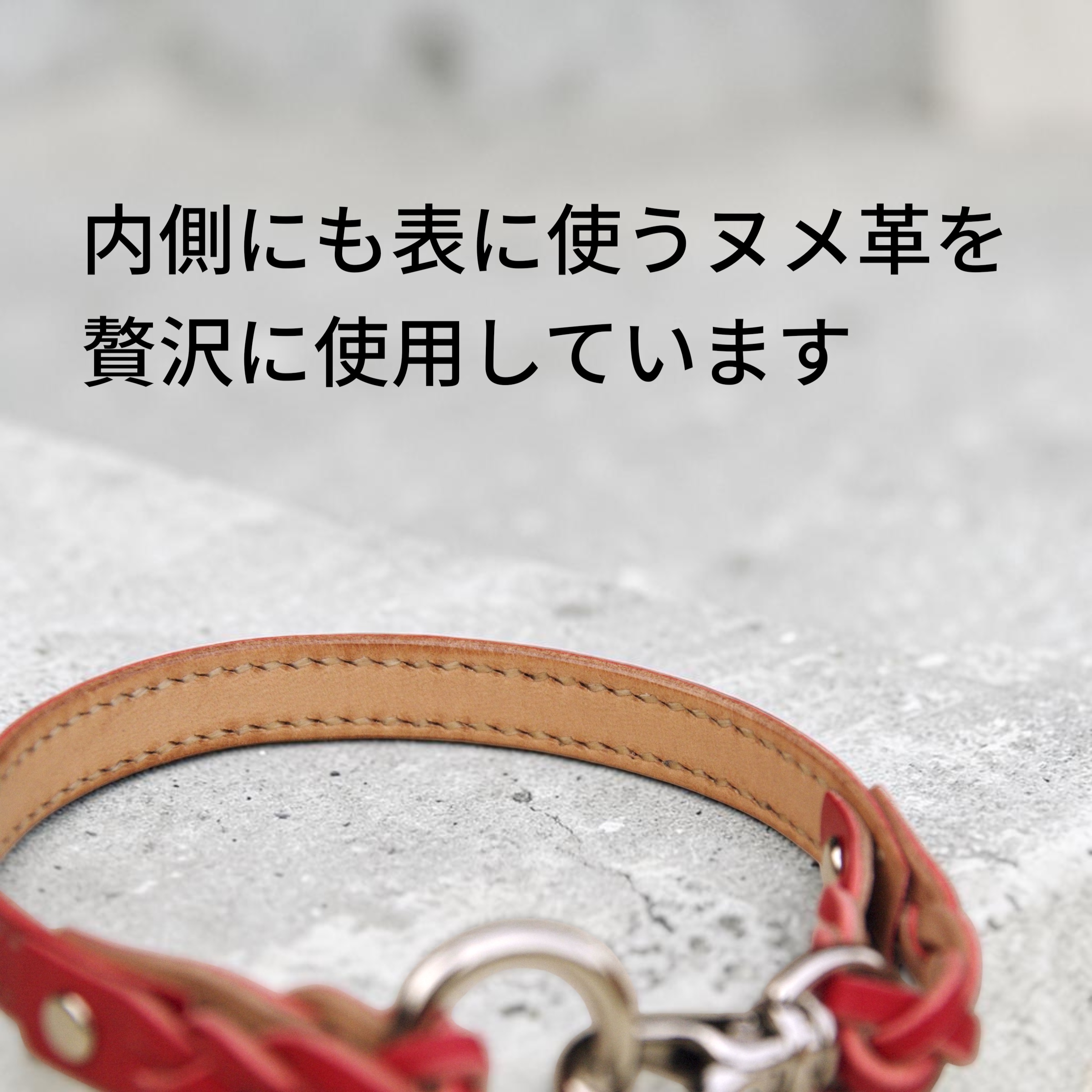 【全犬種】Shell：シンプルセット の画像
