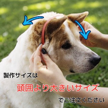 【全犬種】ボールドの画像