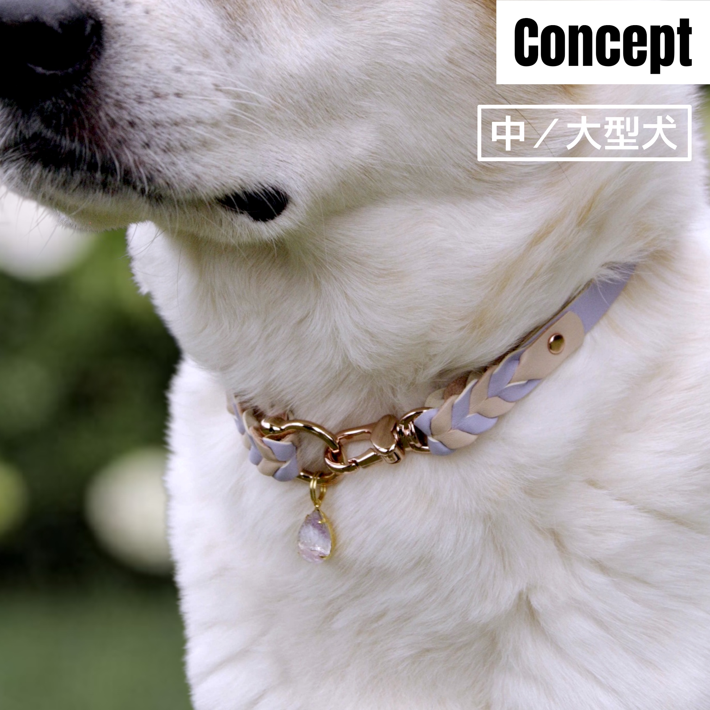 【中／大型犬】Purpure Macaron（ピュルピュレ・マカロン ）の画像